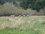Elks